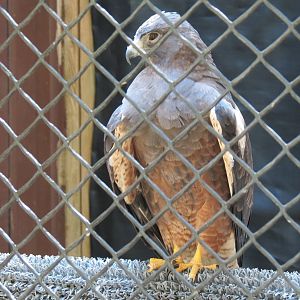 Swainson's Hawk Exhibit