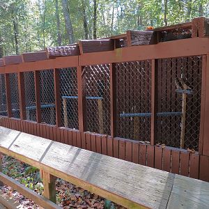 Broad-winged Hawk Exhibit