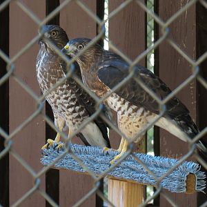 Broad-winged Hawk Exhibit