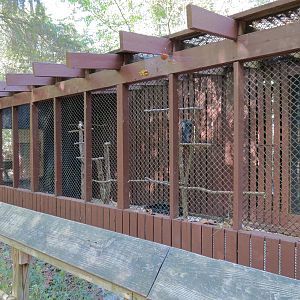 Laughing Kookaburra Exhibit