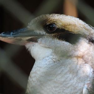 Laughing Kookaburra Exhibit