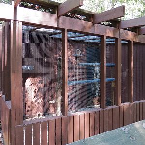 Lanner Falcon Exhibit