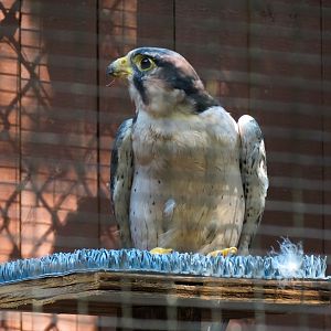 Lanner Falcon Exhibit