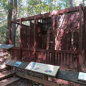 Red-tailed Hawk Exhibit