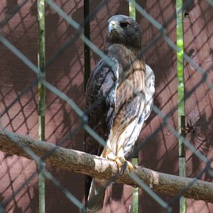 Red-tailed Hawk Exhibit