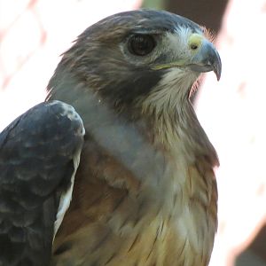 Red-tailed Hawk Exhibit