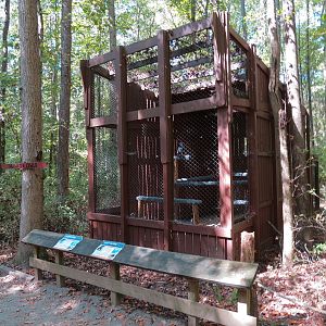 Auger Buzzard and Turkey Vulture Exhibit