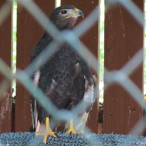 Augur Buzzard and Turkey Vulture Exhibit - Augur Buzzard