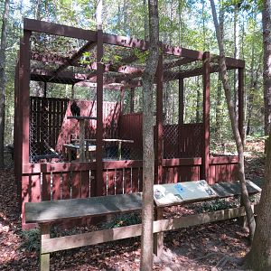 Lesser Yellow Headed Vulture Exhibit