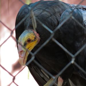 Lesser Yellow Headed Vulture Exhibit