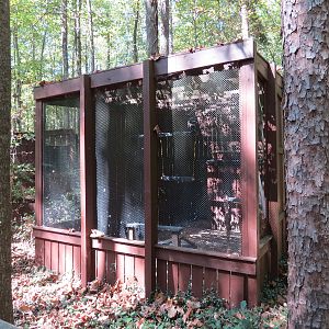 Turkey Vulture Exhibit