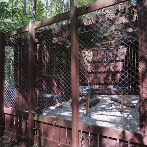 Black Vulture Exhibit