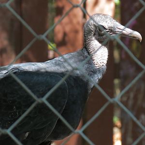 Black Vulture Exhibit