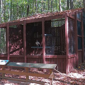King Vulture Exhibit