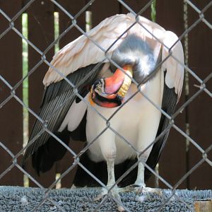 King Vulture Exhibit