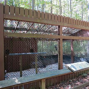 Northern Harrier Exhibit