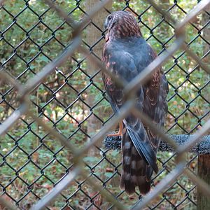 Northern Harrier Exhibit