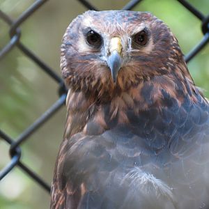 Northern Harrier Exhibit