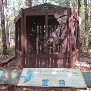 Sharp-shinned Hawk Exhibit