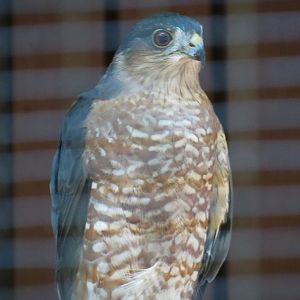 Sharp-shinned Hawk Exhibit