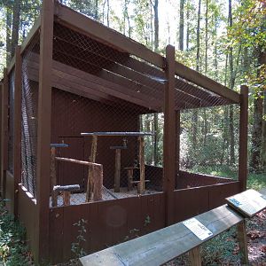 Great Horned Owl Exhibit