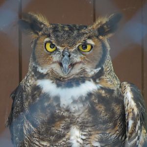 Great Horned Owl Exhibit
