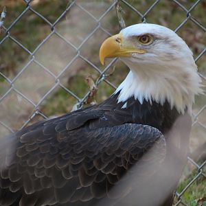 Bald Eagle Exhibit 1