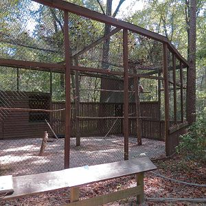 Barred Owl Exhibit