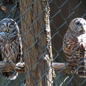 Barred Owl Exhibit
