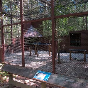 Golden Eagle Exhibit