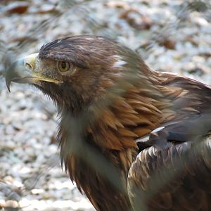 Golden Eagle Exhibit