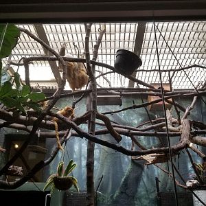 Philly Zoo - Sloth motoring about