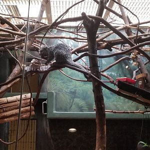 Philly Zoo - Porcupine lunch.