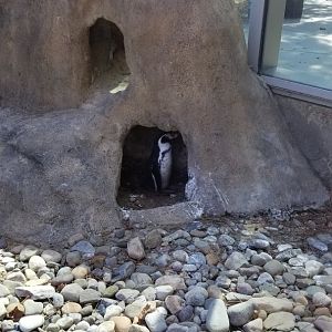 Philly Zoo - Humboldt Penguin in burrow