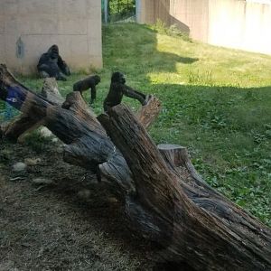 Philly Zoo - Gorilla babies playing