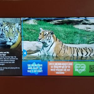 Philly Zoo - new interactive tiger sign