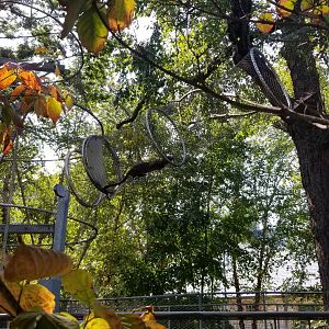 Philly Zoo - Fossa in the zoo360 trail.