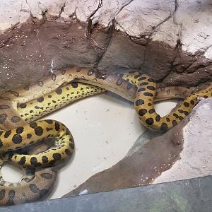 Philly Zoo - Green anacondas