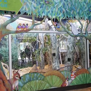 Philly Zoo - Budgies