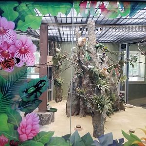 Philly Zoo - Gouldian finches