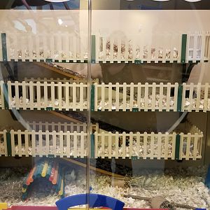 Philly Zoo - Guinea Pigs