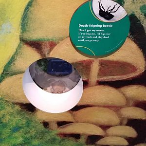 Philly Zoo - Death-feigning Beetle