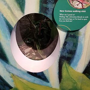 Philly Zoo - New Guinea Walking Stick