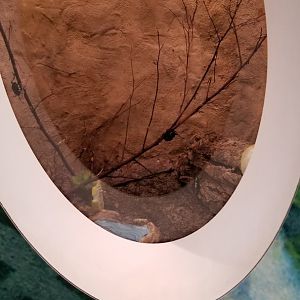 Philly Zoo - Unsigned insect, hanging off branch