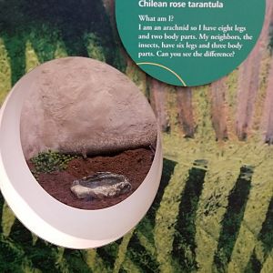 Philly Zoo - Chilean Rose Tarantula