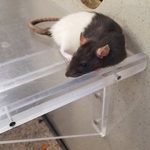 Philly Zoo - domestic rat <3