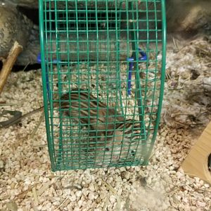 Philly Zoo - Barbary Striped Grass Mice, signed as zebra mice