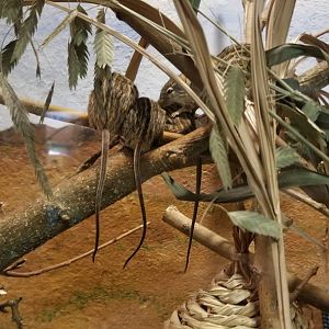 Philly Zoo - Barbary Striped Grass Mice, signed as zebra mice