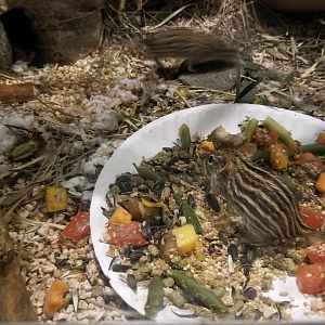 Philly Zoo - Barbary Striped Grass Mice, signed as zebra mice