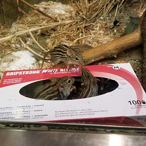 Philly Zoo - Barbary Striped Grass Mice, signed as zebra mice
